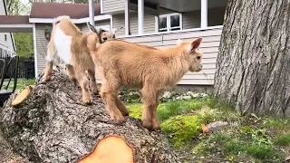 Energetic Baby Goats Bop Around Farm