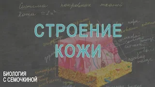 Строение кожи