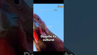 Kori katta- a tradition or Cruelty? #youtubeshorts #shorts #shortvideo #chicken #mangalore #viral