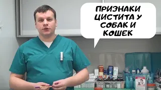 Признаки цистита у собак и кошек