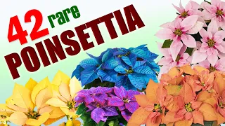 42 RARE POINSETTIA SPECIES | HERB STORIES