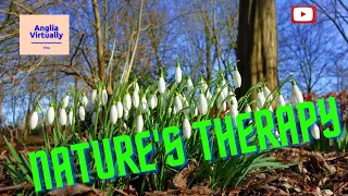 NATURE'S THERAPY. Snowdrops/Подснежники