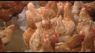 Zorgboerderij neemt extra maatregelen na mogelijke vogelgriep
