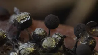 Slime molds time-lapse.