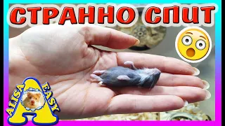 Можно ли СПАСТИ МАЛЫША? / СТРАННО СПИТ или ЭТО ВСЕ?  / СПАСЕНИЕ ХОМКИ / Alisa Easy Pets