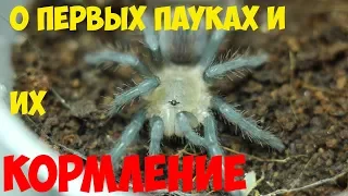 О первых пауках и их кормление