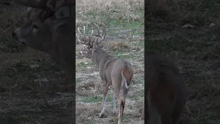 Huge Iowa Buck Snort Wheezing, Episode Coming Soon #shorts #hunting #nature