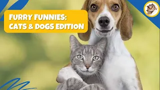 Furry Funnies: Cats & Dogs Edition