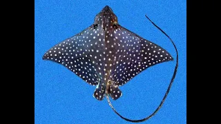 Spotted Eagle Rays