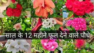 // ये 10 पौधे एक बार लगाएं और साल के पूरे महीने फूल पाएँ // Top Ten Permanent Flowering Plant's //