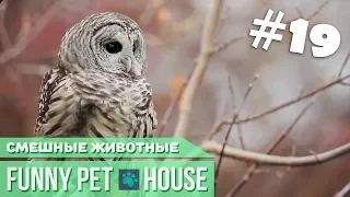 СМЕШНЫЕ ЖИВОТНЫЕ И ПИТОМЦЫ #19 ОКТЯБРЬ 2018 [Funny Pet House] Смешные животные