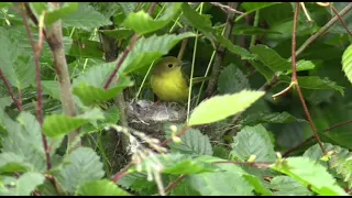 Nature and Wildlife video - Bird is beautiful creature on our planet