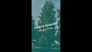 Arbor Valley Nursery | Hyland Splendor Mugo Pine