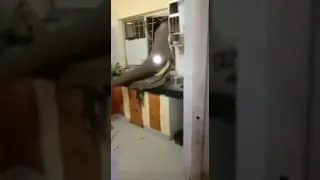 Hungry elephant broke kitchen window for food