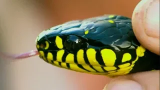 Venomous Snake Hiding on Tree!  | Deadly 60 | Earth Unplugged