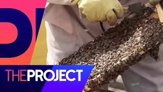 How smart are bees, really? | The Project NZ