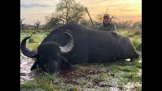 Sudamerican Outfitters | Buffalo Hunting - Caza búfalo