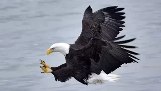 National Geographic Documentary II Life and hunting of large birds such as hawks, eagles