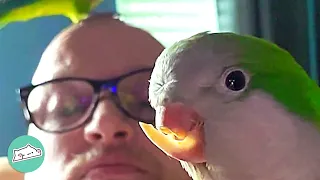 Parrot Squawked at Strangers Until Man Got Him A Grooming Buddy | Cuddle Birds