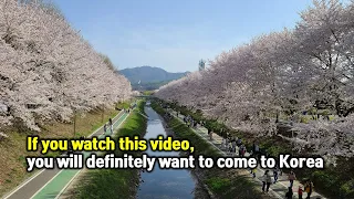 Best 7 cherry blossom spots in Seoul, Korea