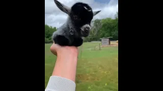 This baby goat is guaranteed to make you smile 😃 😊 😀 😄