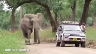 Breathtaking footage shows elephant approaching vets for help