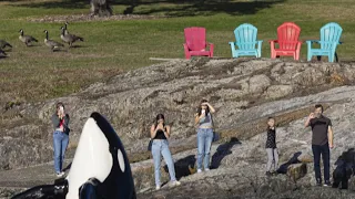 'It's my best memory ever': Photographer captures moment whale approaches father, son in B.C.