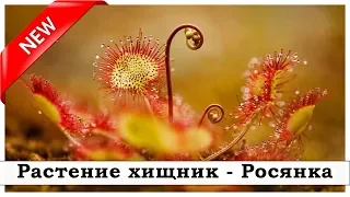 Растение хищник - Росянка. Интересный слайд для детей и подростков. Новинка 2019.