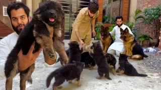 German Shepherd K Puppy Ho Gaya Cute Puppy, The World Biggest Dog long Coat Black Shepherd Training