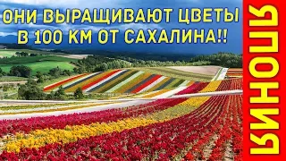 Япония 2. Они выращивают цветы на Хоккайдо! Это совсем рядом с Курилами и Сахалином