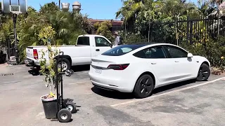 Stuffing your New Avocado Tree in your Tesla