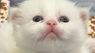 Cute kitten  🐈‍⬛ ￼#kitten
