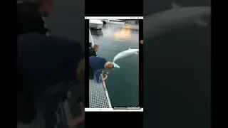 Guy drops his phone but beluga whale take care of business:)