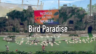 [4K] 🇸🇬 Wings of the world Full show - Bird Paradise singapore@ShineWalkingTour