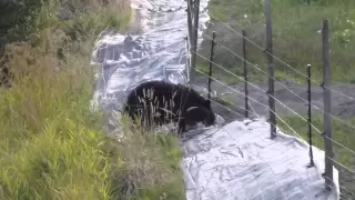 bear vs the electric fence.m2ts