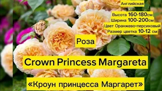Роза английская КРОУН ПРИНЦЕССА МАРГАРЕТ "Crown Princess Margareta"