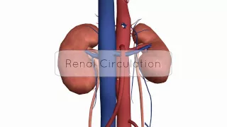 Renal Circulation/Blood Supply - Anatomy Tutorial