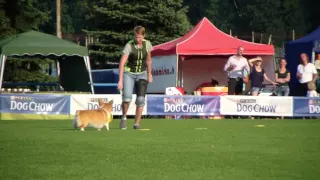 European Championship in dogfrisbee - Welsh corgi pembroke Aĺka