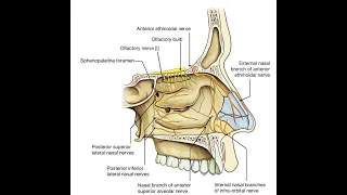 Nerve Supply of Nasal Cavity