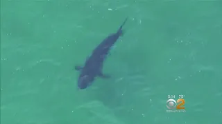 Massachusetts Beach Closed After Deadly Shark Attack