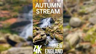 2 HRS Relaxing Nature Sounds of Autumn Forest Stream - 4K Fall Foliage in New England Vertical Video