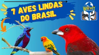 7 aves lindas do Brasil - #aves #passaros