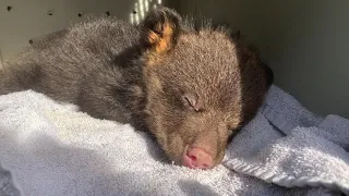 Adorable sleepy bear Cub Chattering himself to sleep