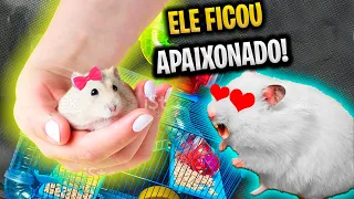 REAÇÃO do HAMSTER ao VER sua NAMORADA Pela PRIMEIRA VEZ!!