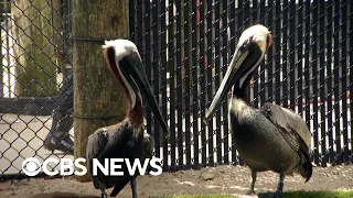 Florida's growing seabird population impacts local wildlife and a rescue org tries to help