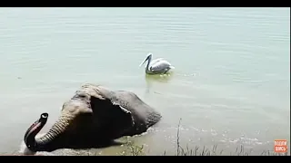 У слонихи Джени НОВЫЙ ВРАГ- бесстрашный пеликан!