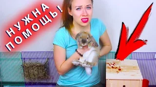 КРОВЬ У КРОЛИКА ЧТО ТО СЛУЧИЛОСЬ КРОЛИК БОЛЕН | Elli Di Pets