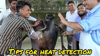 Tips for heat detection | pashu me garmi ki pehchan - Dr umar khan