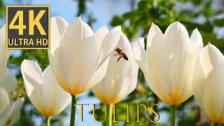 Tulips in 4K video