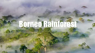 Borneo Rainforest A Celestial Calm in 4k  Part 2 | Relaxing Music - Celestial Calm